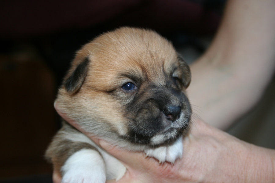 Puppies